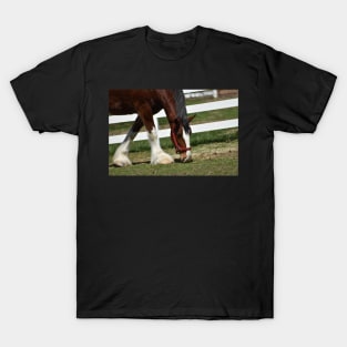 Clydesdale T-Shirt